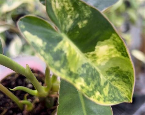 Rare Philodendron Burle Marx Highly Variegated Etsy