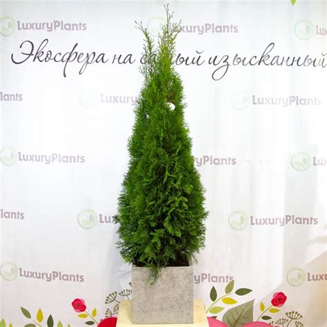 Туя в горшке купить