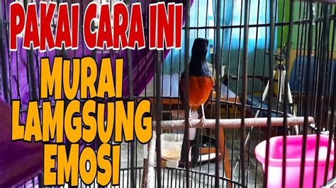 CARA MENAIKAN EMOSI PADA BURUNG MURAI BATU PASTOL YouTube