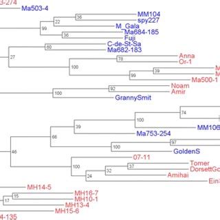 A Upgma Dendrogram Showing Genetic Relationships Among Apple