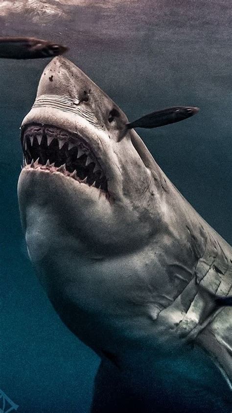 A Great White Shark With Its Mouth Open In The Water