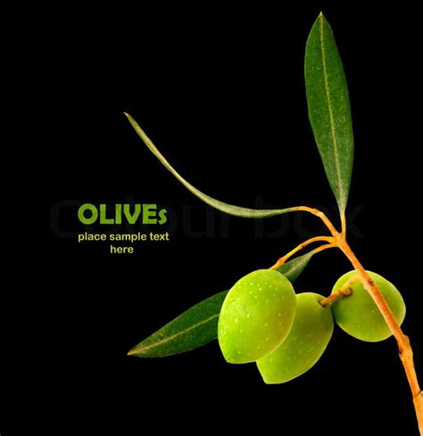 Fresh Green Olive Branch Isolated On Stock Image Colourbox