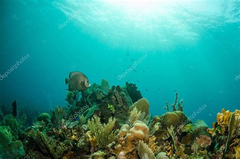 Caribbean coral reefs Stock Photo by ©photonatura 45248763