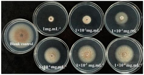 Fermentation Free Full Text Optimization Of The Production And