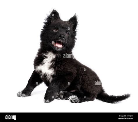 Black And White German Shepherd Mix Puppies