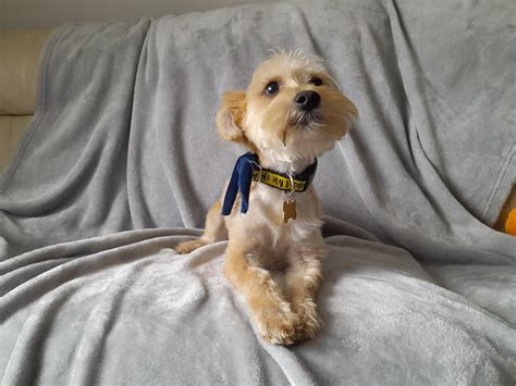 Yorkie Cross Puppies Adopted Friends Of Animals Wales