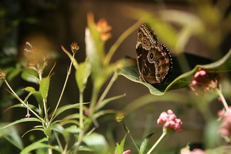 The Butterfly Pavilion at the Natural History Museum is so dreamy | DC ...