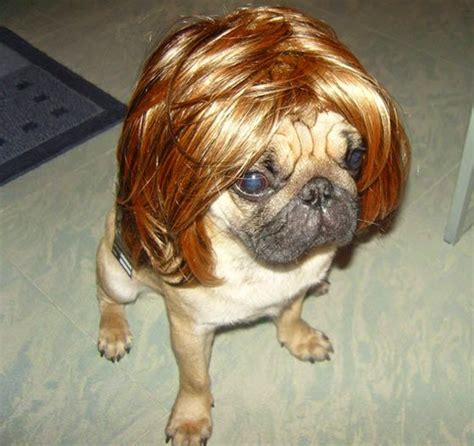 Funny Hilarious Dogs In Wigs Animals | Amazing Latest Pictures | Funny ...