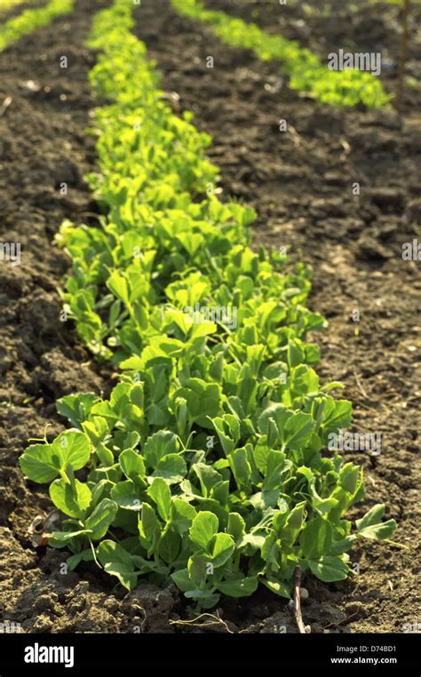 Peas In Garden Spring Season Stock Photo Alamy