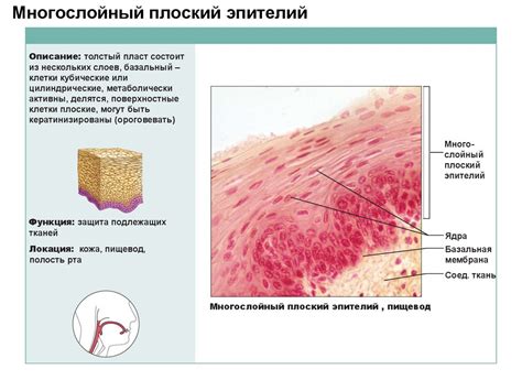 Классификация эпителиев - презентация онлайн