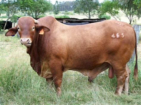 Bramua Bull | Dairy breeds, Cattle, Farm life