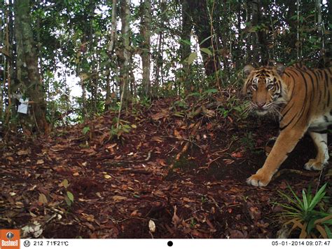 Mengintip Harimau Sumatera Yang Tertangkap Kamera Dewantara