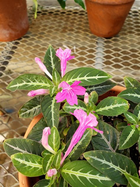 Ruellia makoyana | Bessey Greenhouse (Richard W. Pohl Conservatory)