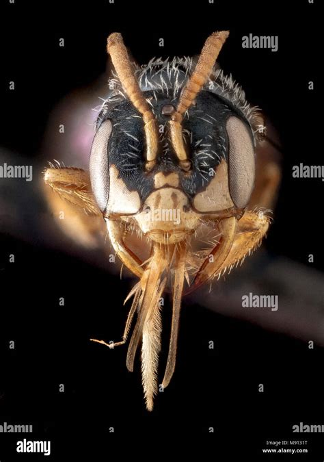 Perdita Bee Hi Res Stock Photography And Images Alamy