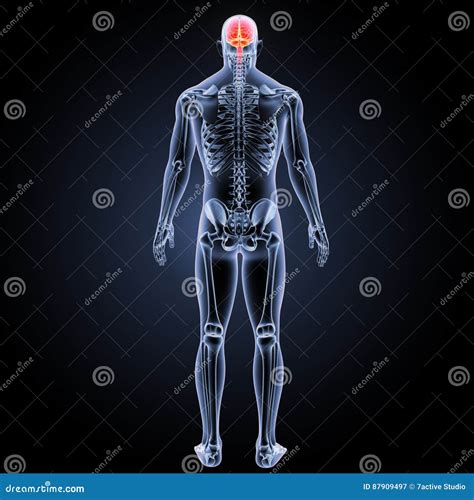 人脑后部视图 库存例证 插画 包括有 女主持人 绘制 概念 医学 语科库 大脑 后脑 题头 87909497