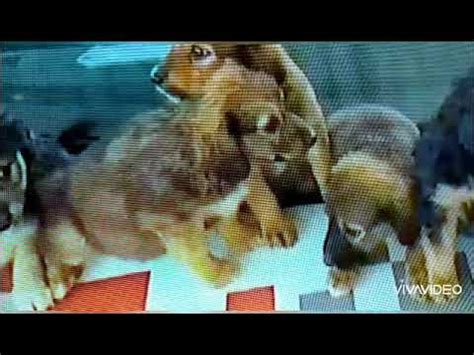 OS MAIS FOFINHOS FILHOTES DE CACHORROS ENCONTRADO EM LIXEIRA EM SACOLA