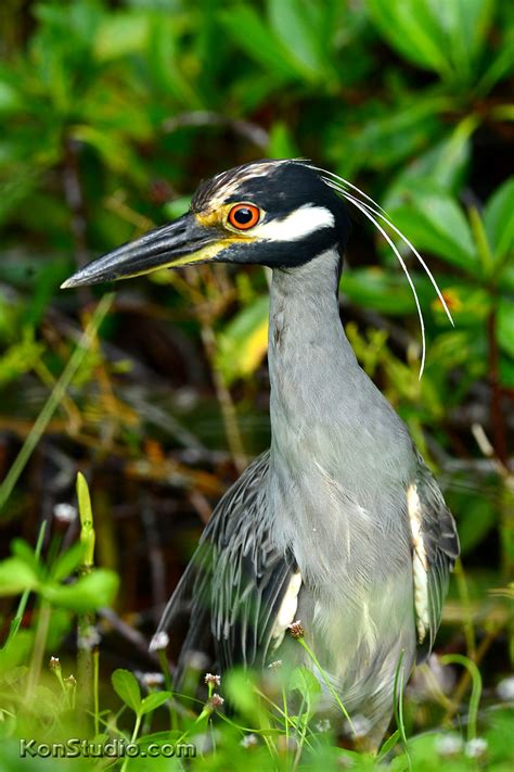 Wading Birds | Imagine Our Florida, Inc