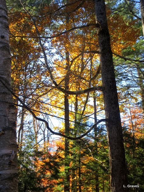 Komorebi Sunlight Streaming Through The Trees Notes From The Hinterland