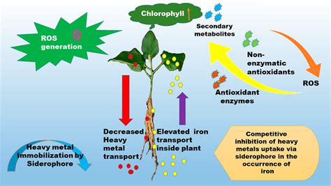 Mechanistic Approach Towards Siderophore Role In Plant Growth Promotion