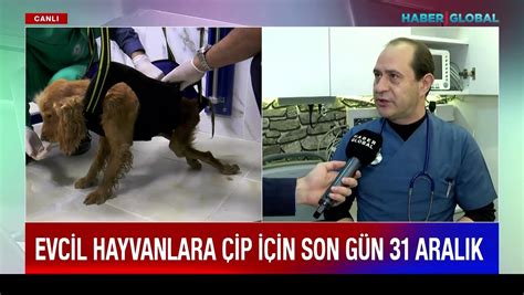 Evcil Hayvanlara Ip I In Son G N Aral K Dailymotion Video