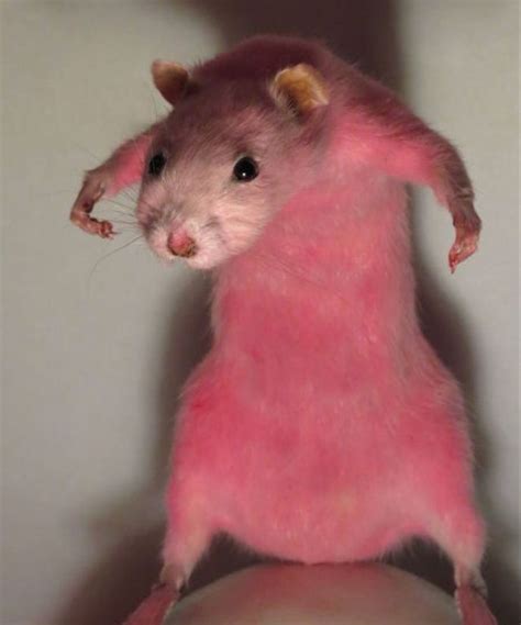 Rat Pfp Exhibits A Sophisticated Touch For Your Online Identity