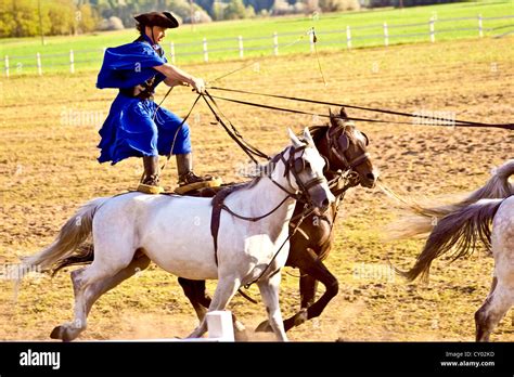 Hungary Kalocsa Csikos Hungarian Horse Rider Riding His Team While