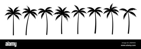 Palm Tree Vector Silhouette Coconut Icon Tropic Palm Tree Miami Black Summer Isolated Design