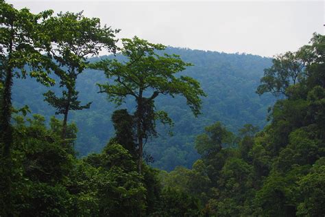 The Jungle Guide Eindr Cke Aus Bukit Lawang Indonesiens Regenwald