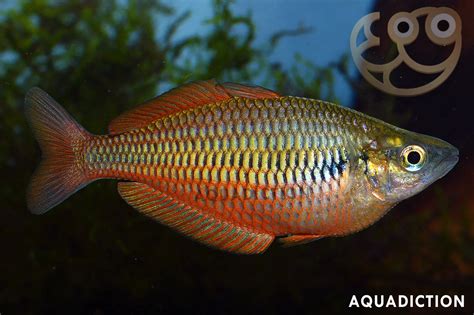 Lake Kurumoi Rainbowfish Melanotaenia Parva Fish Profile And Care Guide