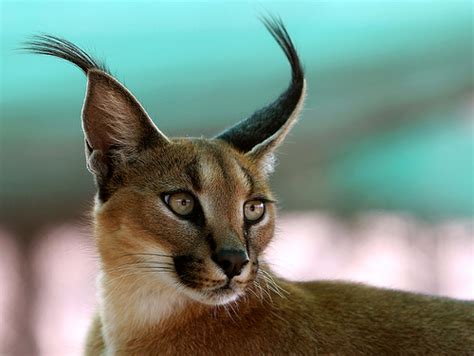 The Caracal Cat, Beautiful, Big, Wild Cat Photograph brought to you by HDW Enterprises ...