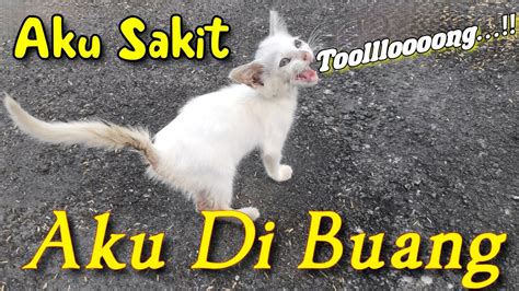 Kasihan Anak Kucing Meong Meong Memanggil Ibunya Di Buang Di Depan