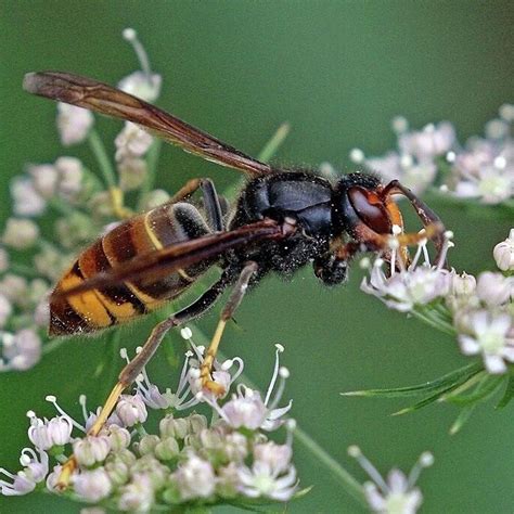 How Predatory Asian Hornets Invaded Europe Years Ago