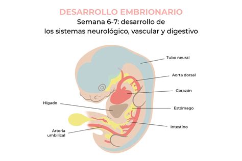 Adoptar Aire Acondicionado Mayordomo Cuanto Mide El Embrion A Las 7