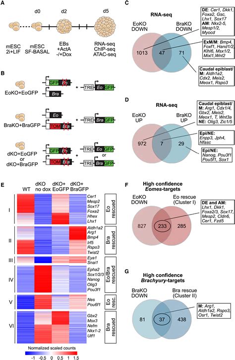 Eomes Restricts Brachyury Functions At The Onset Of Mouse Gastrulation