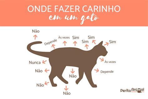 Como Fazer Carinho No Gato Conhe A As Zonas Favoritas Dele