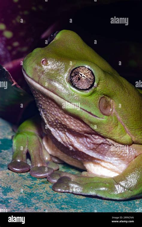 Australian Green Tree Frog Ranoidea Caerulea Litoria Caerulea Wild