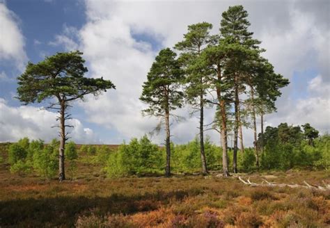 20 Types Of Pine Trees Grown In The Uk Uk