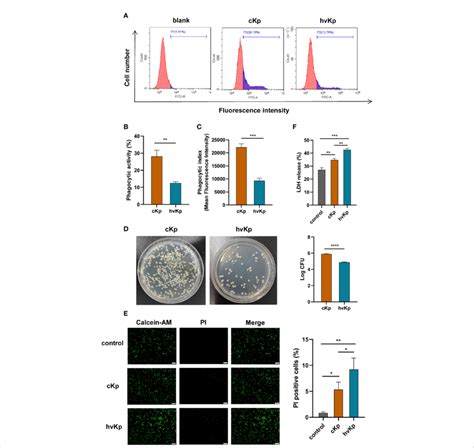 Effects Of CKp And HvKp Infection On Phagocytic Capability And Cell