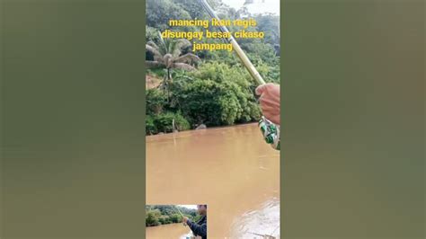 Mancing Ikan Regis Disungayshorts Youtube