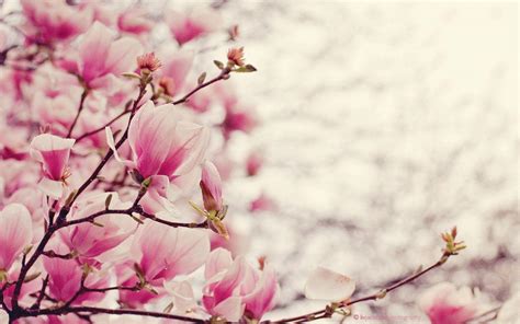 Magnolia Wallpapers - Wallpaper Cave