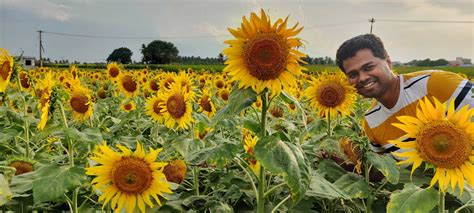 Sundarapandiapuram sunflower fields(Exact locations, tips)