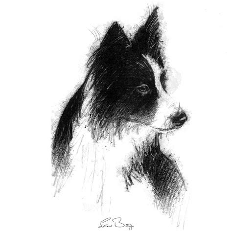 Original Sketch Seanbriggs Border Collie Art Dog Watercolor