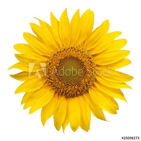 Sunflower on White Background