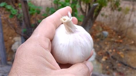 Cultivar Ajos En Casa Dos Formas De Cultivo De Ajos En Casa Youtube