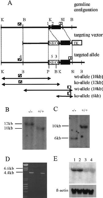 A Gene Targeting At The Col A Locus Exons Are Shown As Black Boxes