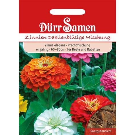 Dürr Samen Zinnien Dahlienblütige 1 Packung Bloomling Deutschland