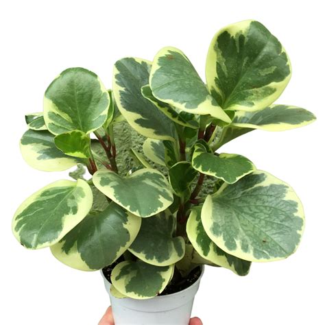 Variegated Peperomia Obtusifolia - Unbeleafable