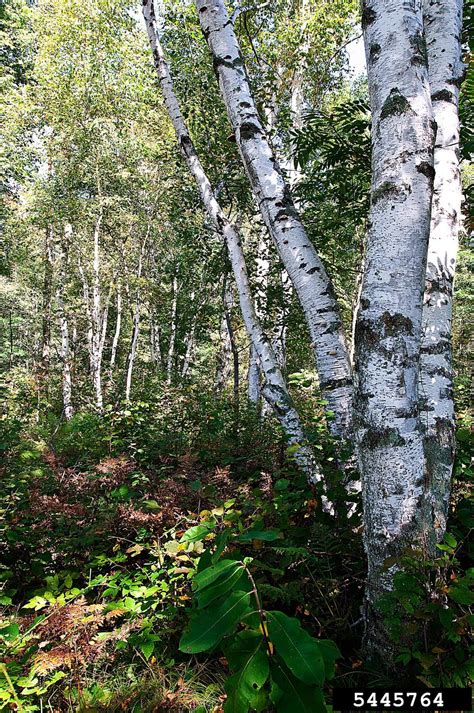 Paper Birch Betula Papyrifera