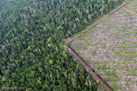 10 Rainforest Facts For 2017