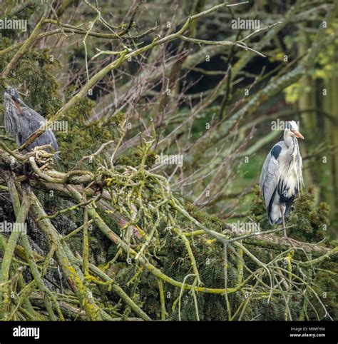 Adult Grey Heron with young in nest Stock Photo - Alamy